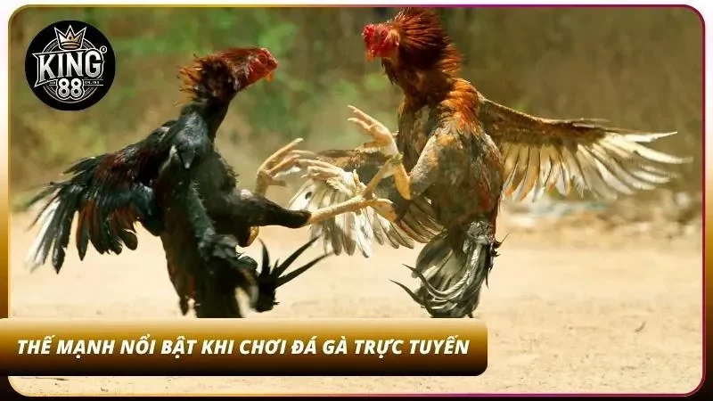 Cách Cược Đá Gà Online King88 - Hướng Dẫn A-Z Cho Newbie 6 3+ Ưu điểm khi chơi đá gà tại nhà cái uy tín