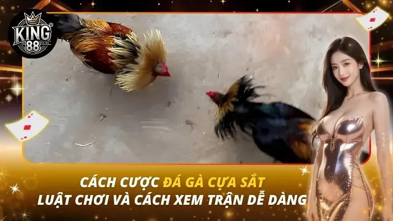 Cách Cược Đá Gà Cựa Sắt – Luật Chơi Và Cách Xem Trận Dễ Dàng Cách Cược Đá Gà Cựa Sắt – Luật Chơi Và Cách Xem Trận Dễ Dàng