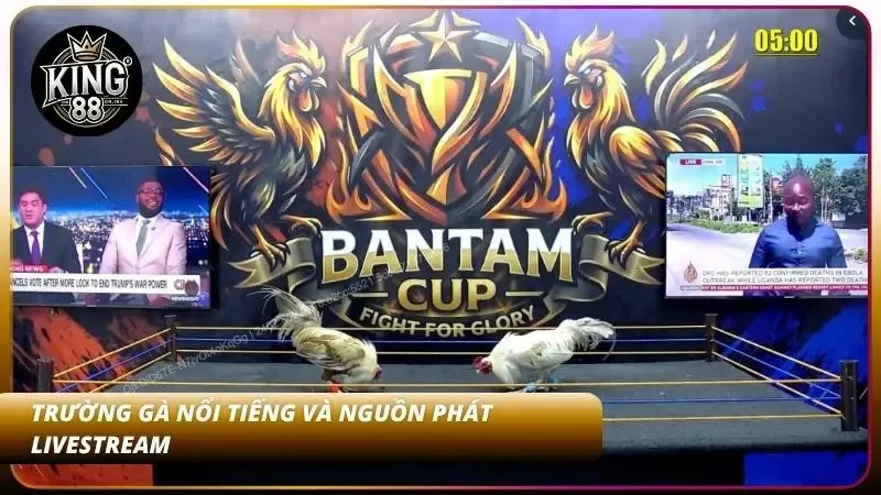 Hình ảnh trận đấu được truyền tải từ các trường gà uy tín