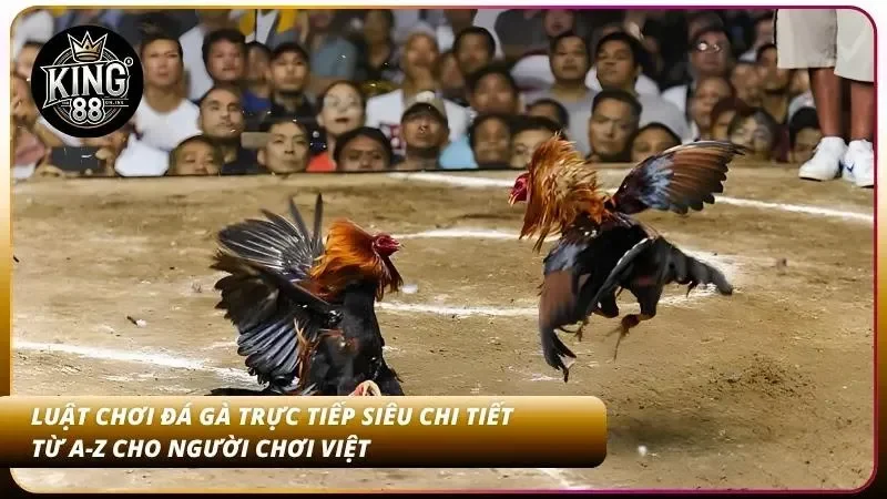 Luật chơi đá gà online dễ hiểu