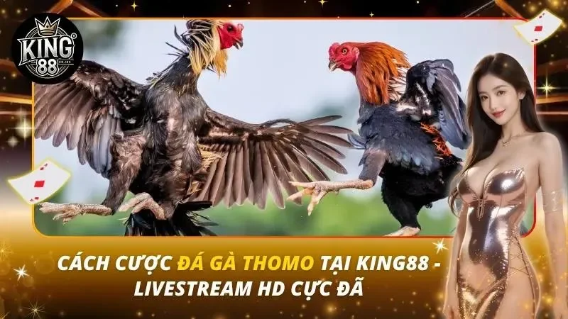 Cách Cược Đá Gà Thomo Tại King88 – Livestream HD Cực Đã Cách Cược Đá Gà Thomo Tại King88 – Livestream HD Cực Đã
