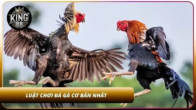 Mẹo Cược Đá Gà Thắng Lớn - Bí Quyết Soi Gà Cao Thủ 2 Tân thủ cần nắm rõ quy luật tại nhà cái