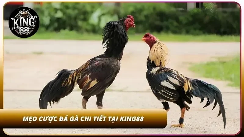 Mẹo Cược Đá Gà Thắng Lớn - Bí Quyết Soi Gà Cao Thủ 4 Bỏ túi bí quyết giúp thắng lớn