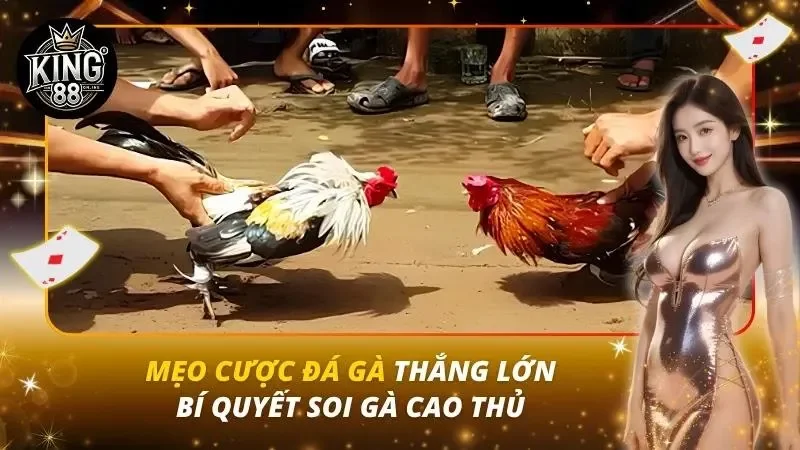 Mẹo Cược Đá Gà Thắng Lớn – Bí Quyết Soi Gà Cao Thủ Mẹo Cược Đá Gà Thắng Lớn – Bí Quyết Soi Gà Cao Thủ